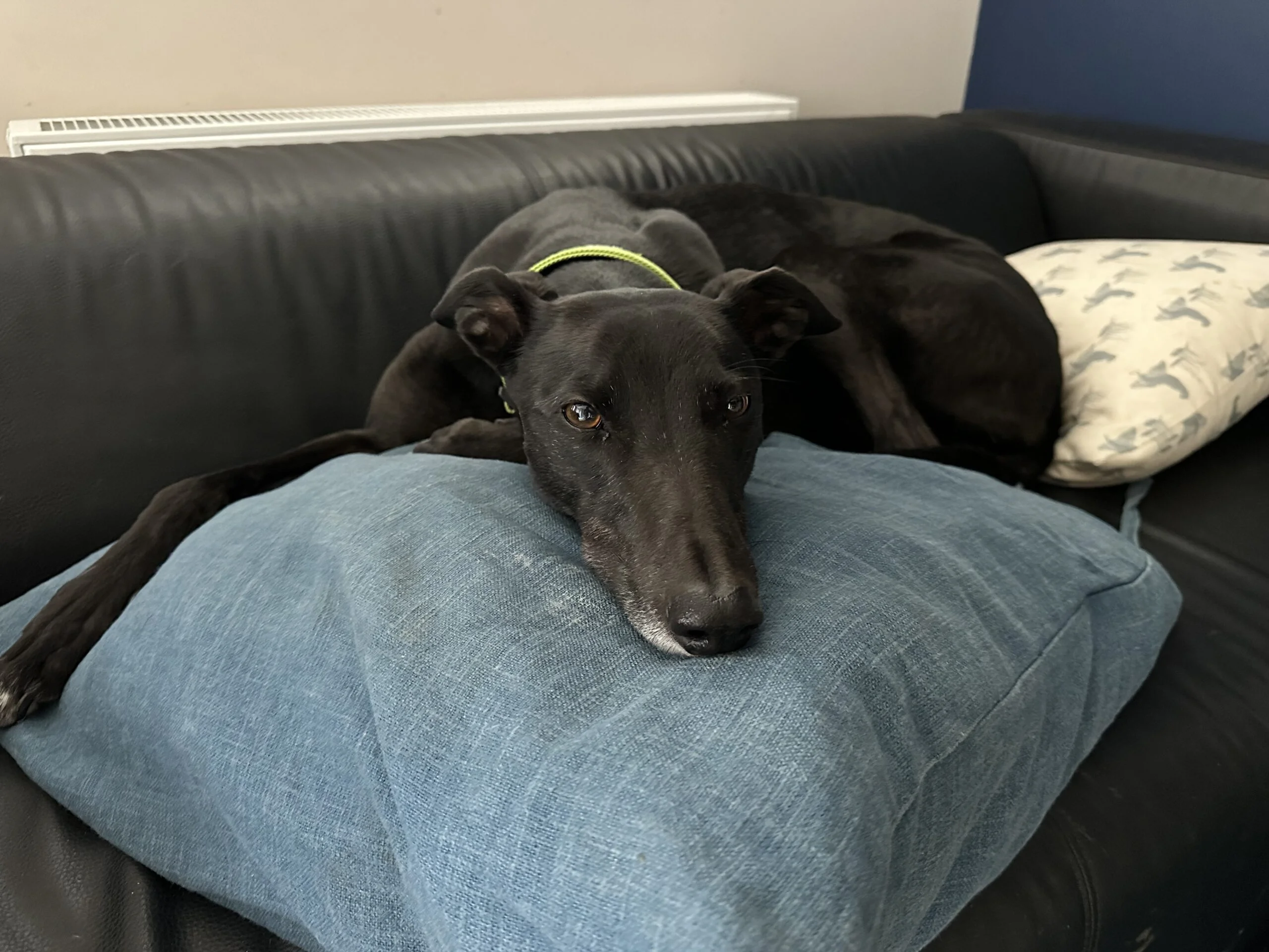 A picture of a greyhound lying on a sofa with their head resting on a cushion